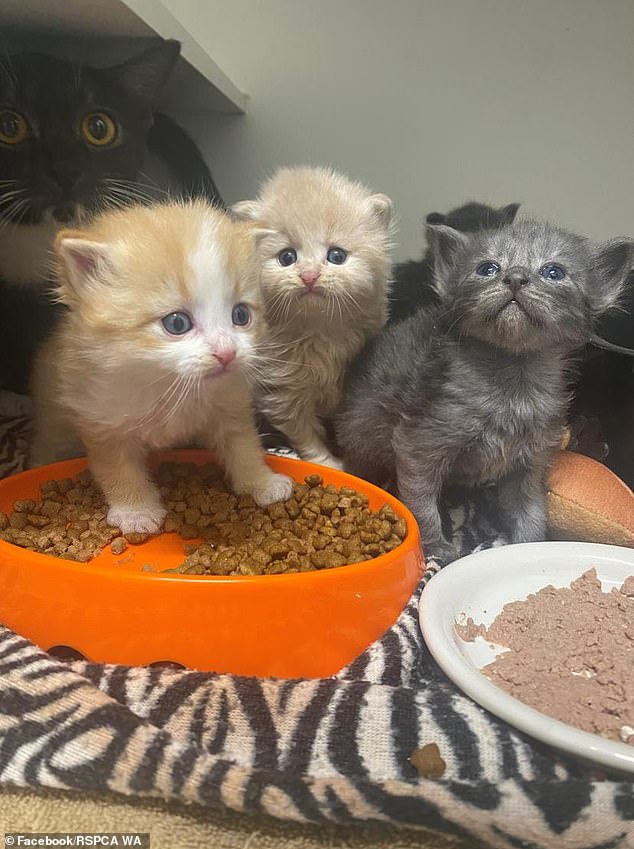 kittens